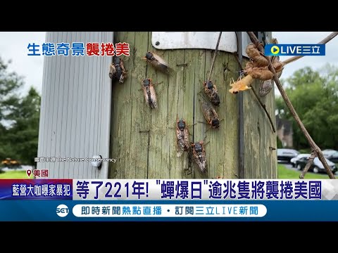 超盛大奇景將至! 週期蟬"布魯德10代蟬"同步破土傳宗接代 "蟬爆日"逾兆隻將襲捲美東 蟲蟲大軍美國人聞之色變 CNN示範"蟬壽司"│記者 楊駿宗│【國際大現場】20240417│三立新聞台