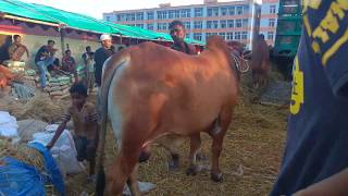 Bosila Gorur Haat Kurbani 2018