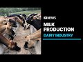 Queensland's dairy industry under threat as farmers sell up | ABC News