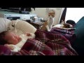 赤ちゃんが気になる猫 curious cats meet a baby for the first time