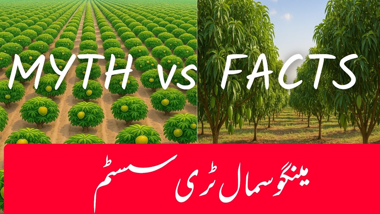 "STS Mango System: Facts You Need to Know Before Believing the Myths"