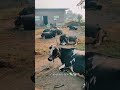 sanvariya dairy farm 🐄💦..