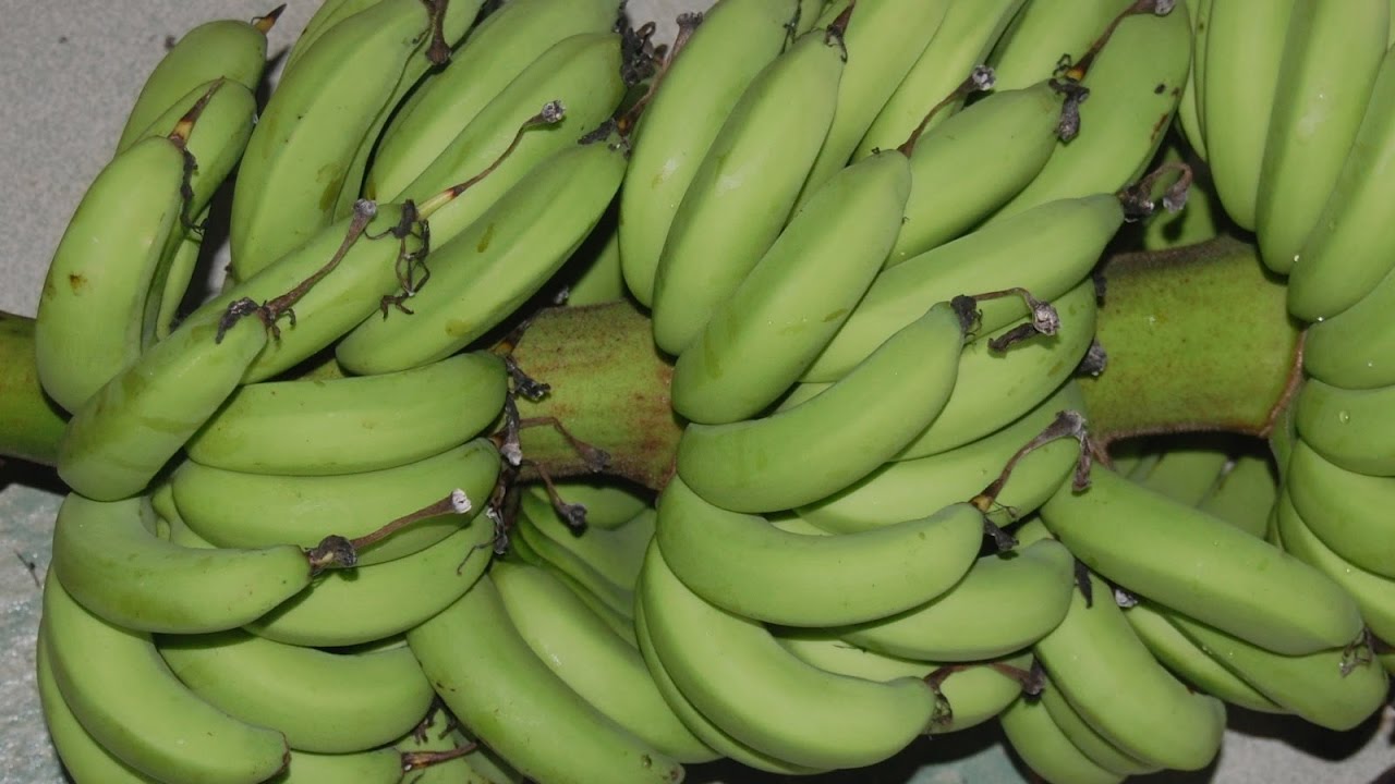 LUAR BIASA!! 15 Manfaat dan Khasiat Pisang Kapas untuk Kesehatan 