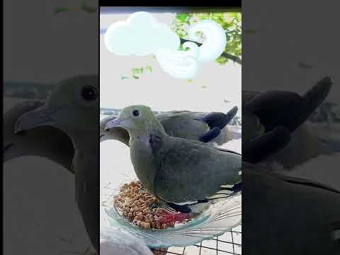 BURUNG PUNAI YANG BERANJAK DEWASA #punaidaun #punai_gading