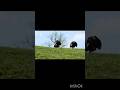 Захватывающий момент охоты в природном поле 🦃🌿 #момент #леса #shortsfeed #hunting #shortsviral