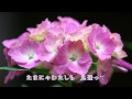紫陽花ばなし / 石川さゆり Cover:Doenka Eiko