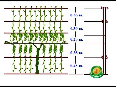 วีดีโอ: การเตรียมเถาองุ่นเพื่อการหลบหนาวที่เชื่อถือได้