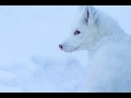 Домашний песец Сима / Arctic fox 🐺