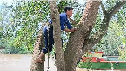 Cưa cây tràm bông vàng hai tược  siêu to .Cưa cây kỹ thuật cao .