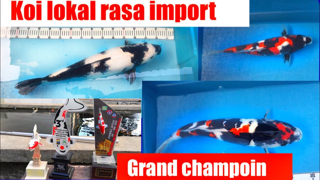 Ikan koi show quality milik kolektor koi di blitar ikan koi kualitas