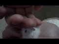 My cute hamster sleeping in my hand
