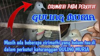 Perkutut GULING MURIA ada cirimathi yang belum tau