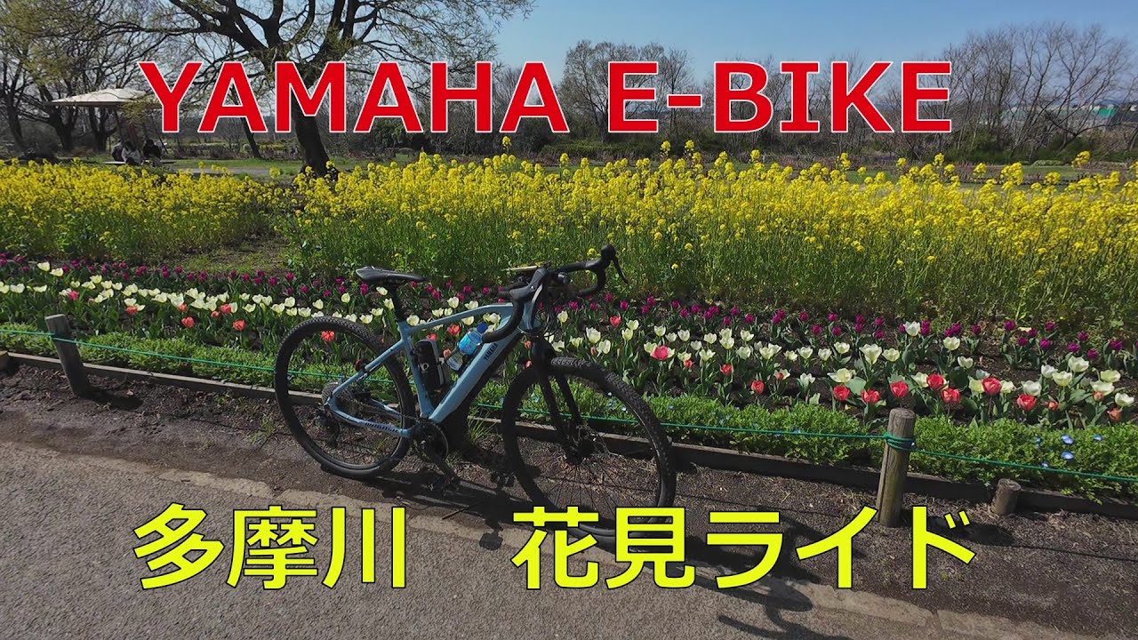 YAMAHA　E-BIKEで多摩川沿いの桜の花見（満開です）・・・花見に行けない人にもお勧め