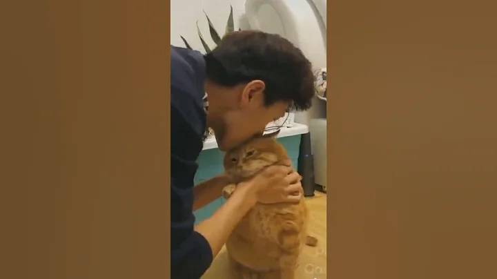 Watch the video about Hey ! Soo cute cat ❤️ Various Cats 🐈