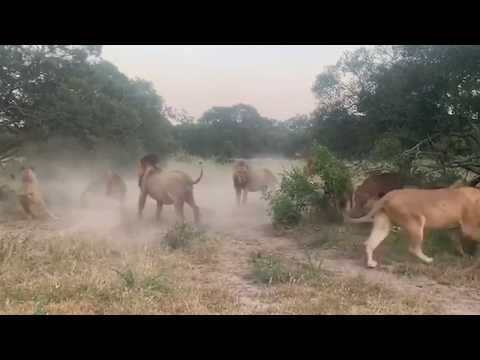 Video: USA Gjorde Det Bare Meget Sværere For Jægere At Dræbe Lions