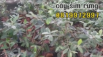 VDO 11/ Cây sim rừng loại chậu lớn cao 70-90cm tán 30-40cm 0819972997