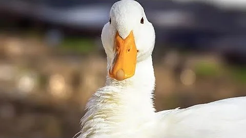 Лечение лап утки🦆 от начала и до конца