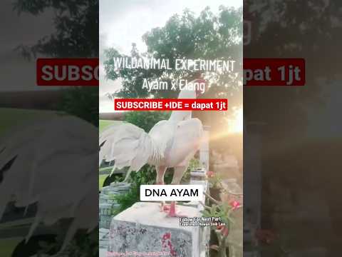 Video: Bagaimanakah anda menggunakan anjing api?