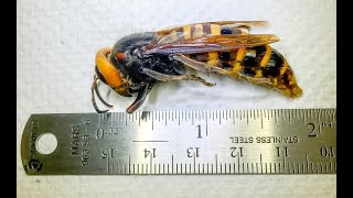 Washington Traps First Asian Giant Hornet - WSDA Virtual Press Conference