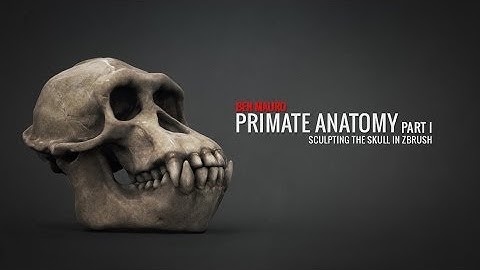 ZBrush Primate Anatomy Part 1 Sculpting the Skull (Full Tutorial at BadKing.com.au)
