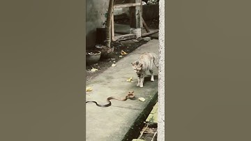 🐍😼 Epic Showdown! Cat vs Snake – Who Will Win?