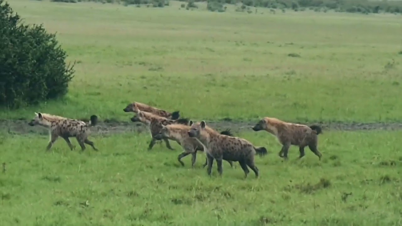 Buffalo mother and calf surrounded by hyenas gets saved by a hyena clan fight