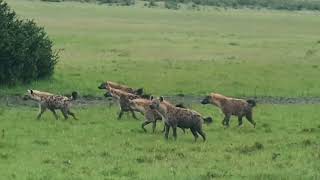 When Two Different Hyena Clans Clash