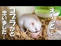 食べると パンパンに膨れ上がる姿がもう ハムスターを超えて…（笑）
