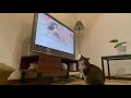 タビーさん,TVを見る