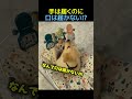 必死すぎる子犬に癒された🦮🔥 #犬 #動物