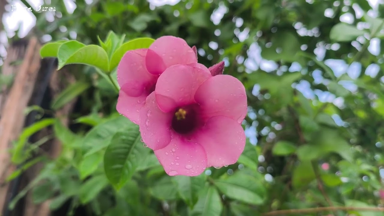 🌤️ Morning Birds Waking Up with Beautiful Collection of Flowers 🌸 | Peaceful Nature Sounds