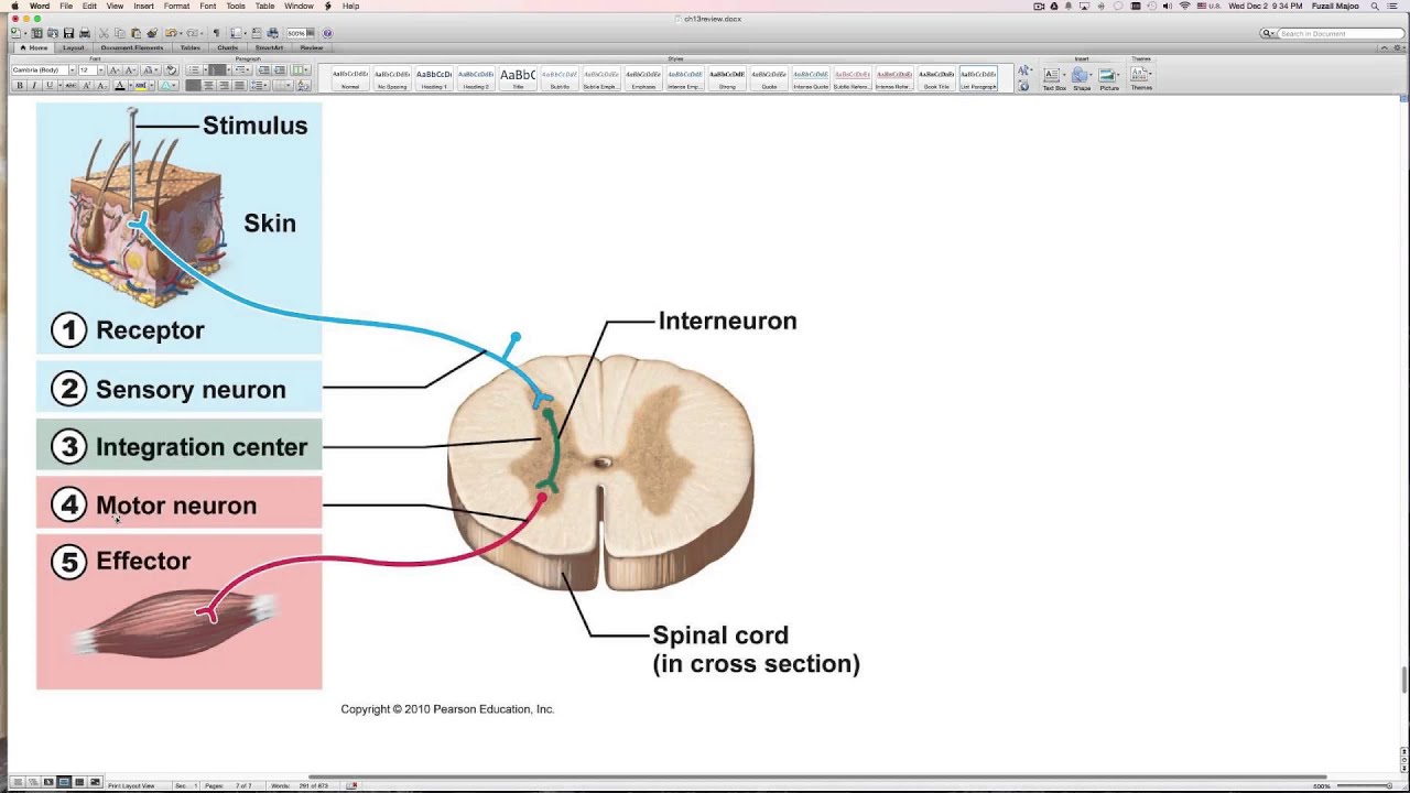 Chapter 13 Exam review. The Peripherial Nervous System and Reflex Activity