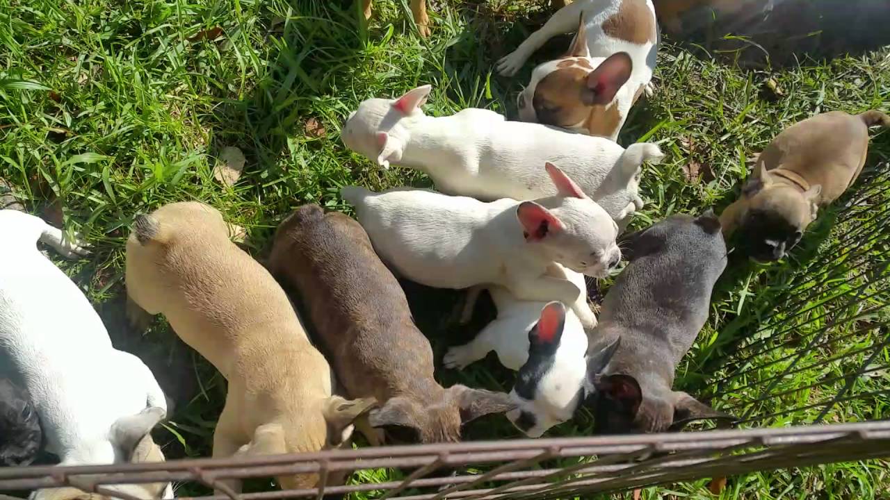 French bulldog puppies for sale - YouTube