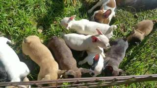 French bulldog puppies for sale(French bulldog puppies available Aarn french bulldogs , 3 happy litters www.aarn-bulldogs.com., 2016-09-08T14:22:35.000Z)