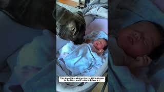 This Loyal Dog Waited for Its Little Owner to Be Born and Protected Her.