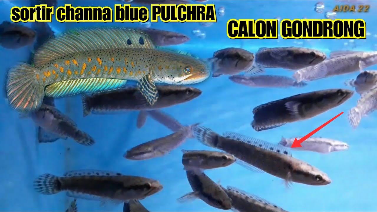 Channa blue pulchra baby