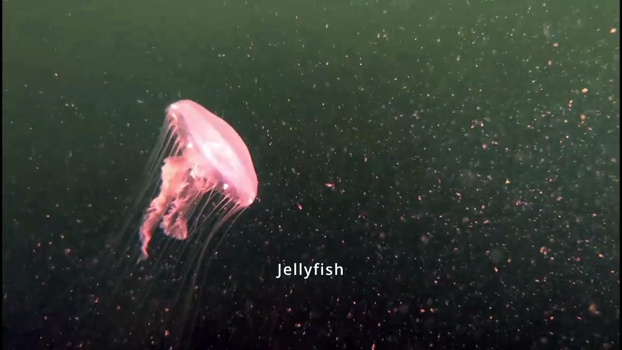 Diving Central America Ep 3