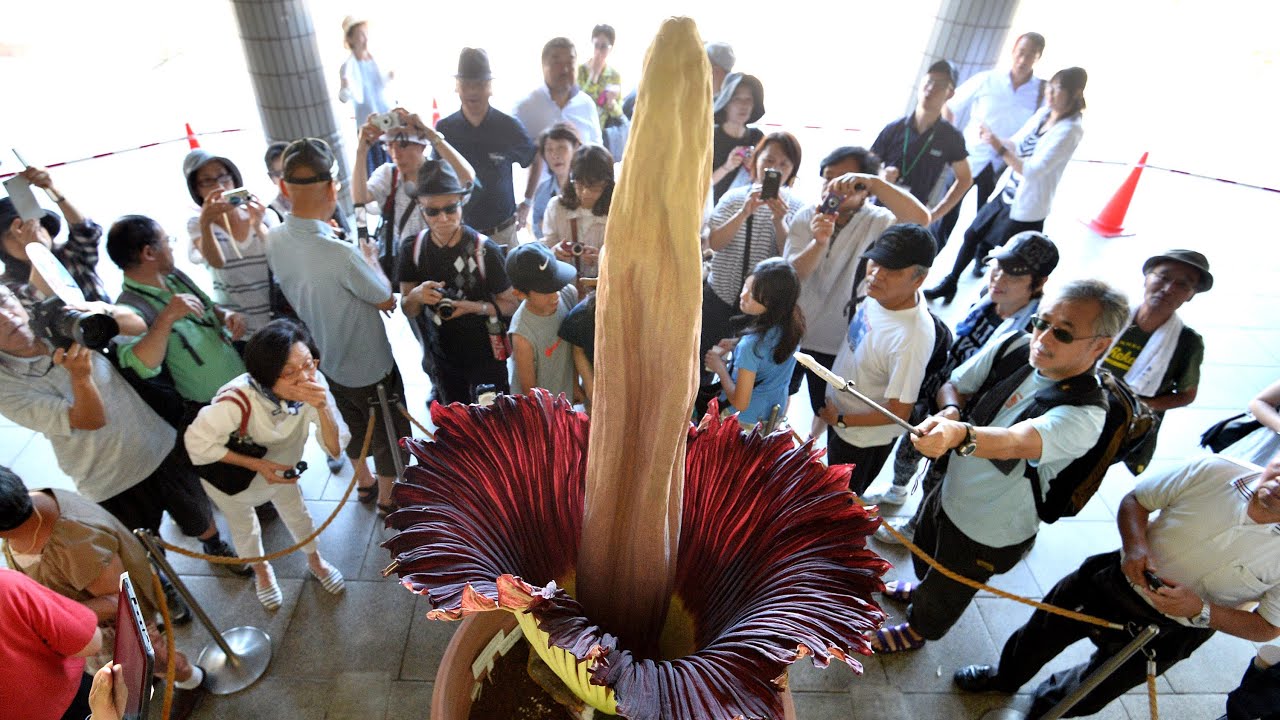 世界最大の花 ショクダイオオコンニャク ５年ぶり開花 Youtube