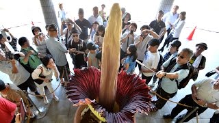 世界最大の花「ショクダイオオコンニャク」５年ぶり開花