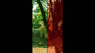 🐾 Adorable Cat Explores the Enchanting Woods 🐾 #playfulcat #playfulpets