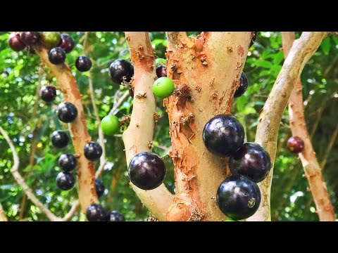 วีดีโอ: ข้อมูล Jaboticaba Tree - วิธีปลูกต้น Jaboticaba Fruit