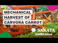 Mechanical harvest of carvora carrot
