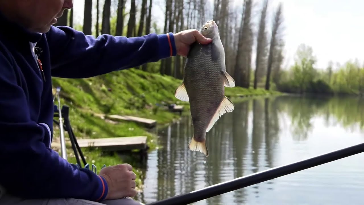 La pesca alla carpa a roubaisienne in primavera (team Colmic)