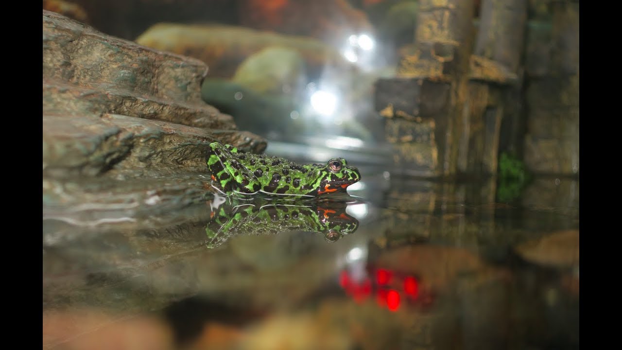 How Long Can Fire Belly Toads Go Without Eating