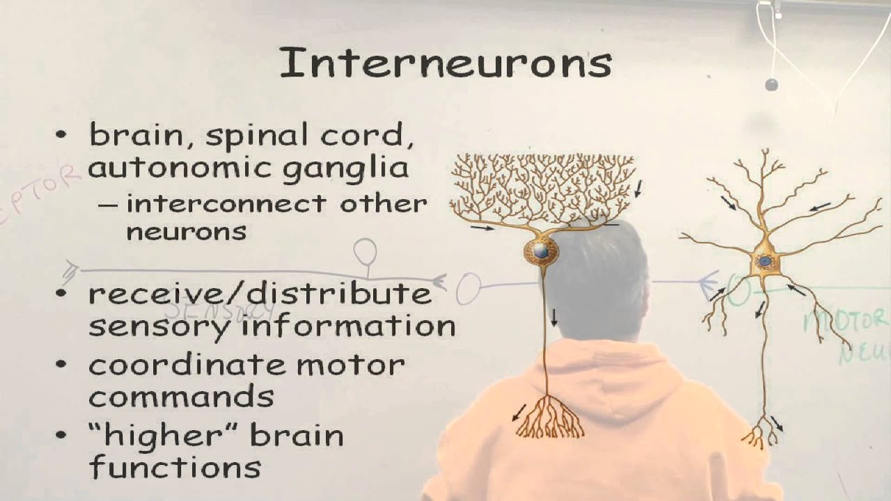 NERVOUS SYSTEM CELLS - PART 2 - YouTube
