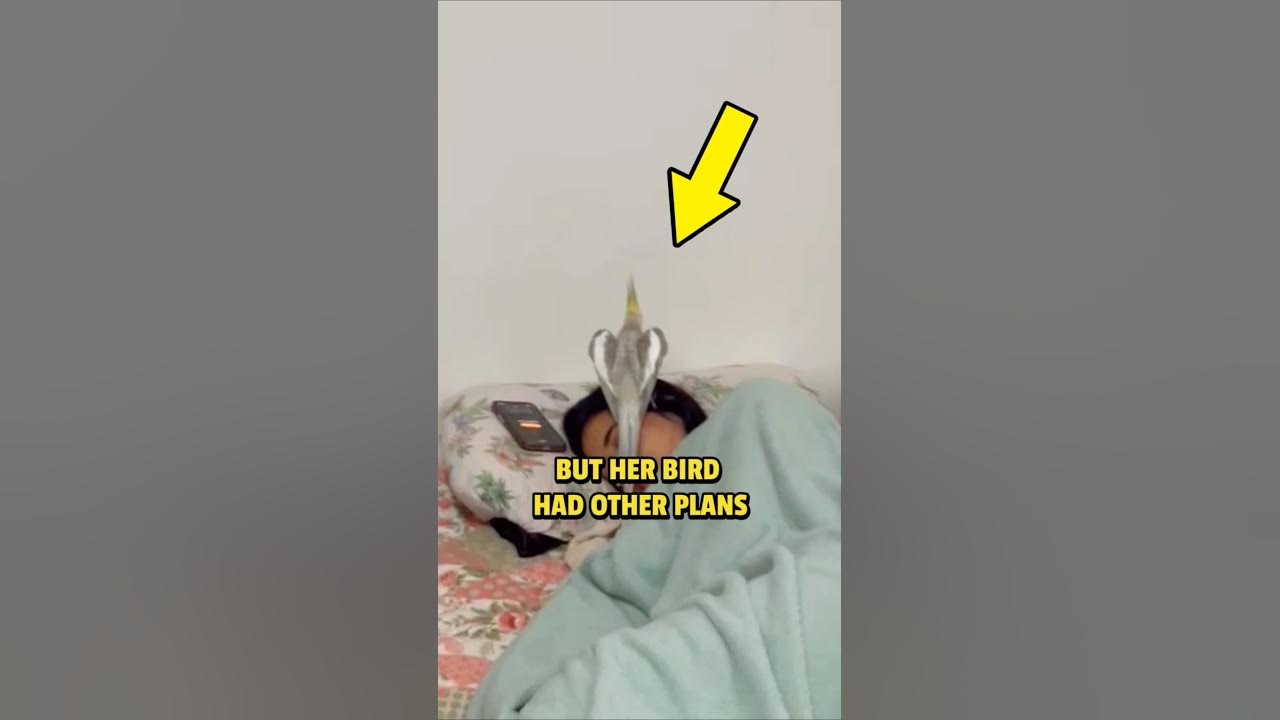 This BIRD Became Her Alarm Clock 🤣 This BIRD Became Her Alarm Clock 🤣