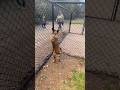 👽👿🥳😂 Best funny dog new clip Rusty 2025New  Rusty Video try not to laugh with  Comedy #funny
