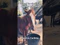 Quand les chevaux rentrent très tard /Maurice Carême #poèmes#mauricecareme #chevaux