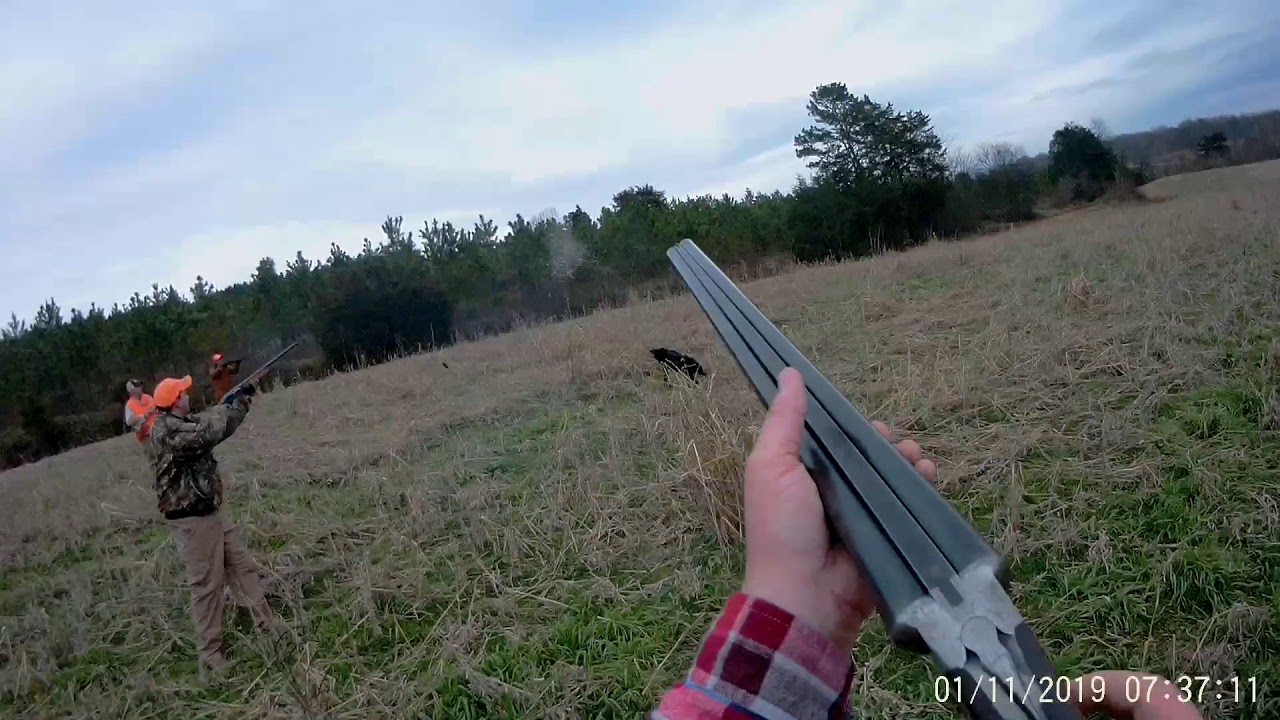 NC Quail Hunting With GoPro YouTube