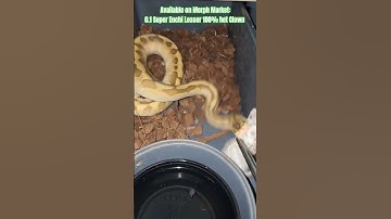 Available on Morph Market: 0.1 Super Enchi Lesser 100% het Clown